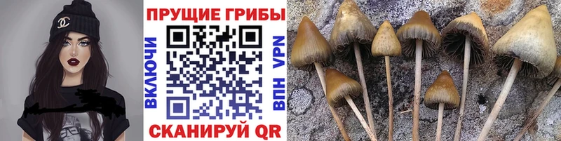 купить закладку  Вяземский  Псилоцибиновые грибы ЛСД 